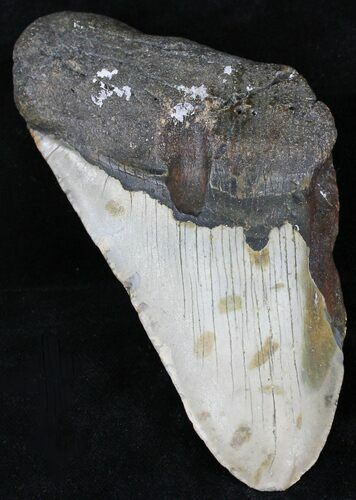 Partial Megalodon Tooth - North Carolina #21698